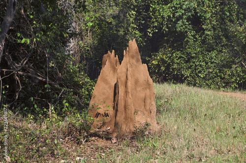 An ant hill, Nagzira Wild Life Sanctuary, Bhandara, Near Nagpura, Maharashtra photo