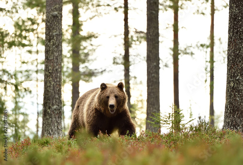 bear in forest © Erik Mandre