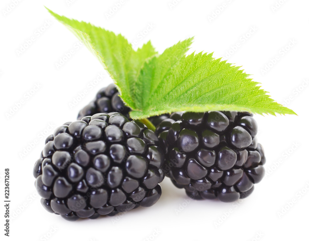 Group of ripe blackberries. Group of ripe blackberries.