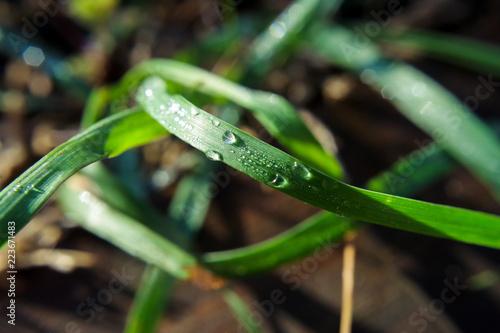 water droplets on blade of grass in the sunlight