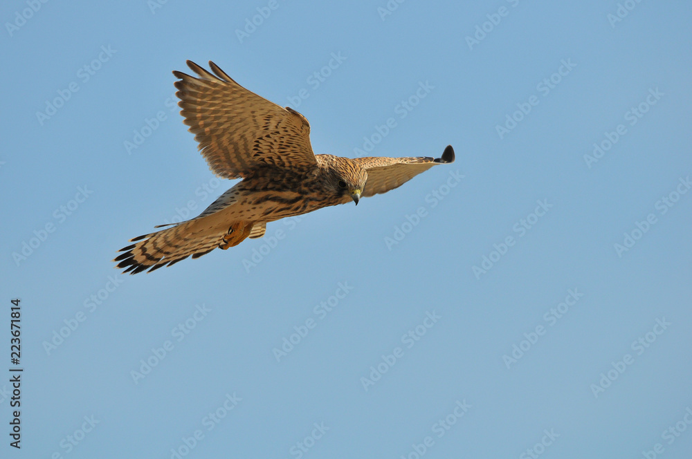 Obraz premium faucon crécerelle