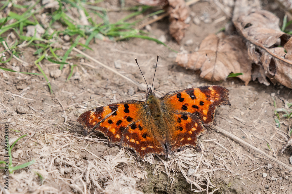 Obraz premium C-Falter