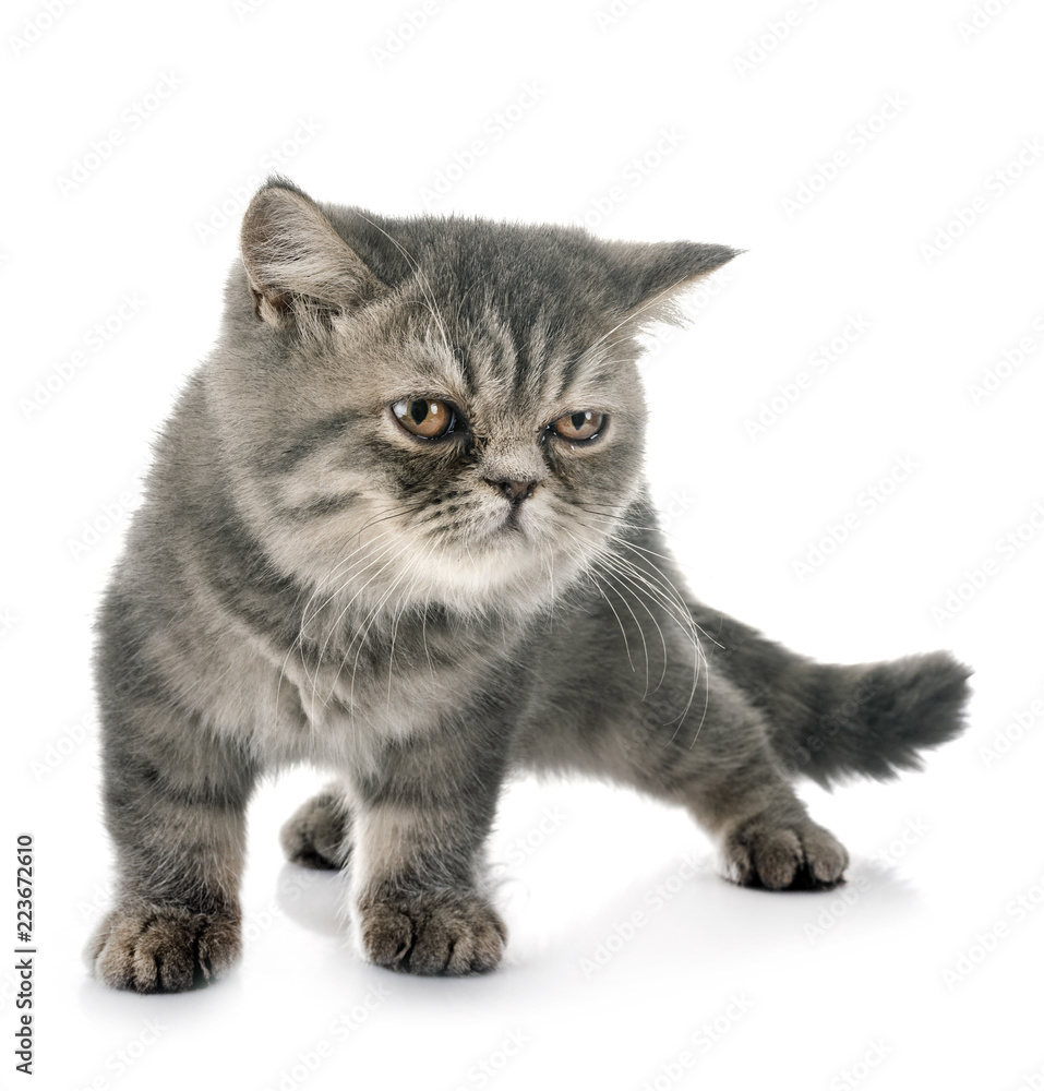 exotic shorthair kitten