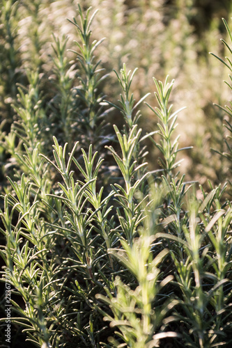 rosemary plant