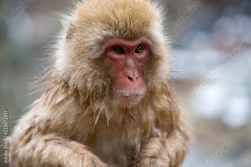Photography macaque monkey in a bath in japan