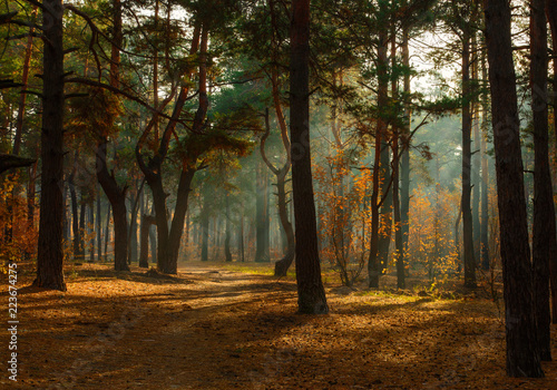 walk in the forest. morning. Sun rays. beauty. autumn.