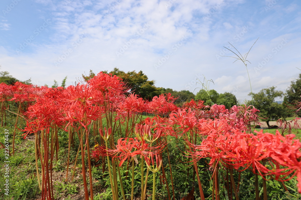 馬見丘陵公園の彼岸花