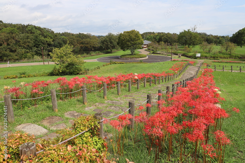 Fototapeta premium 馬見丘陵公園の彼岸花