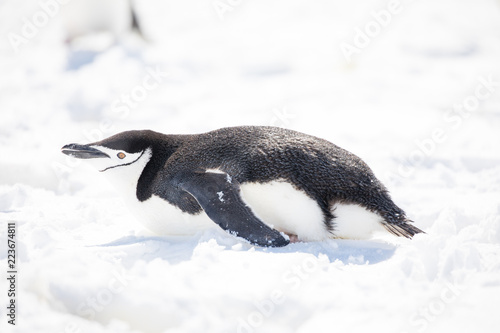 penguin in the arctic