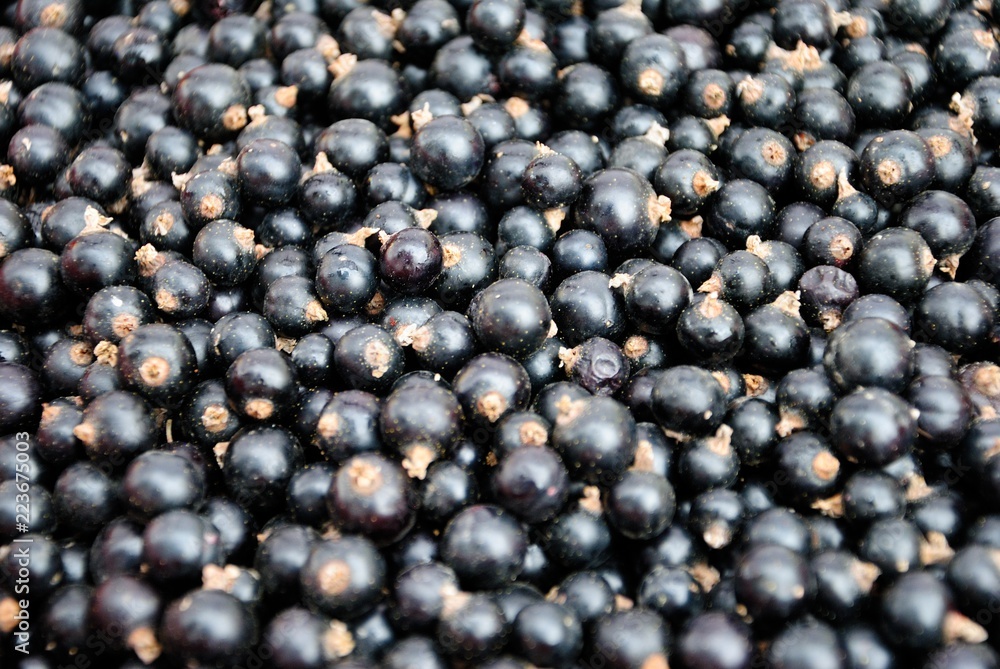 Organic blackcurrants (Ribes nigrum) at the farmers market Organic blackcurrants (Ribes nigrum) at the farmers market