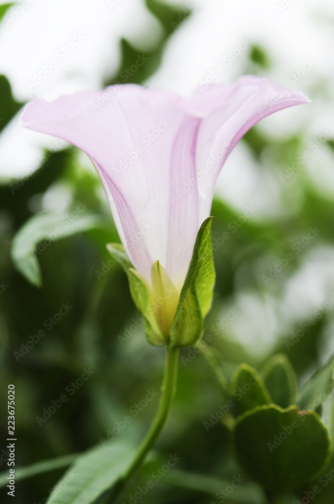 Obraz premium ピンクの花 ヒルガオ