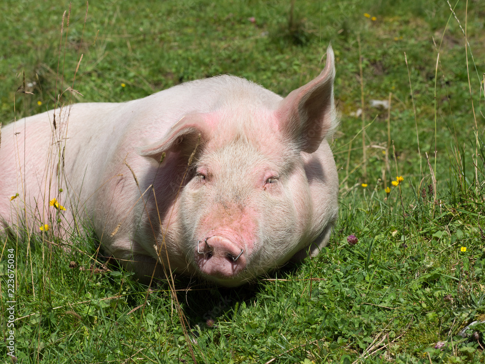Fototapeta premium Pig in the pasture