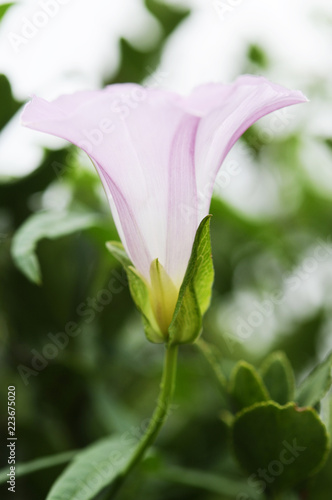 ピンクの花 ヒルガオ