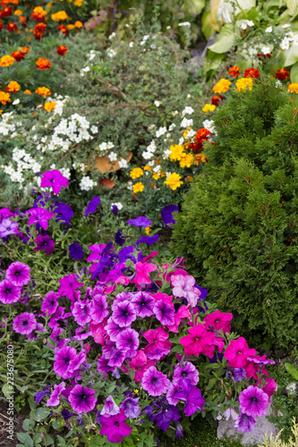 Fototapeta Naklejka Na Ścianę i Meble -  beautiful flowers on the flowerbed