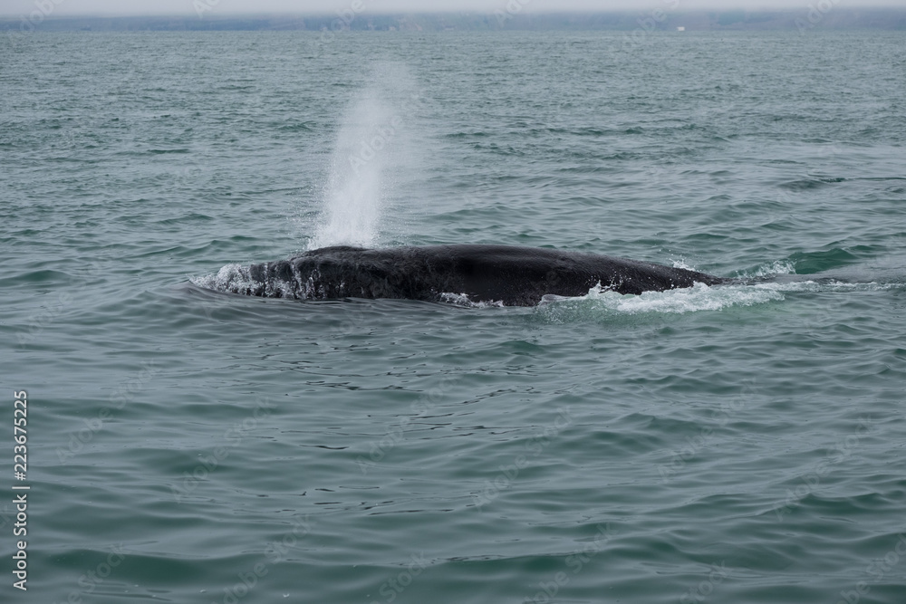 Fototapeta premium Whale Breathing