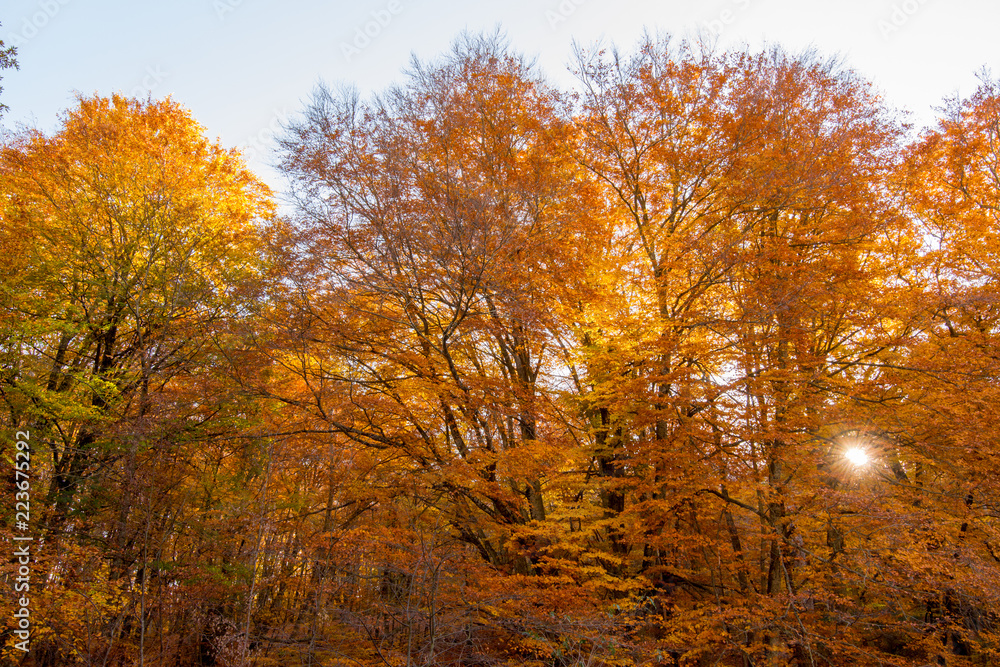 Foliage for background, in Monti Cimini, Lazio, Italy. Autumn colors in a beechwood. Beechs with yellow leaves. Foliage for background, in Monti Cimini, Lazio, Italy. Autumn colors in a beechwood. Beechs with yellow leaves.