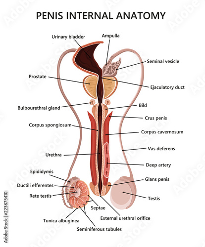 Male reproductive system illustration