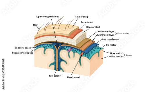 Meninges. Human brain photo