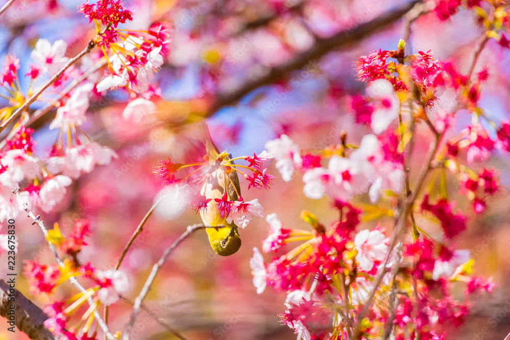 Japanese White-eye.The background is cherry blossoms(Japanese name is Kanzakura). Located in Tokyo Prefecture Japan. Japanese White-eye.The background is cherry blossoms(Japanese name is Kanzakura). Located in Tokyo Prefecture Japan.