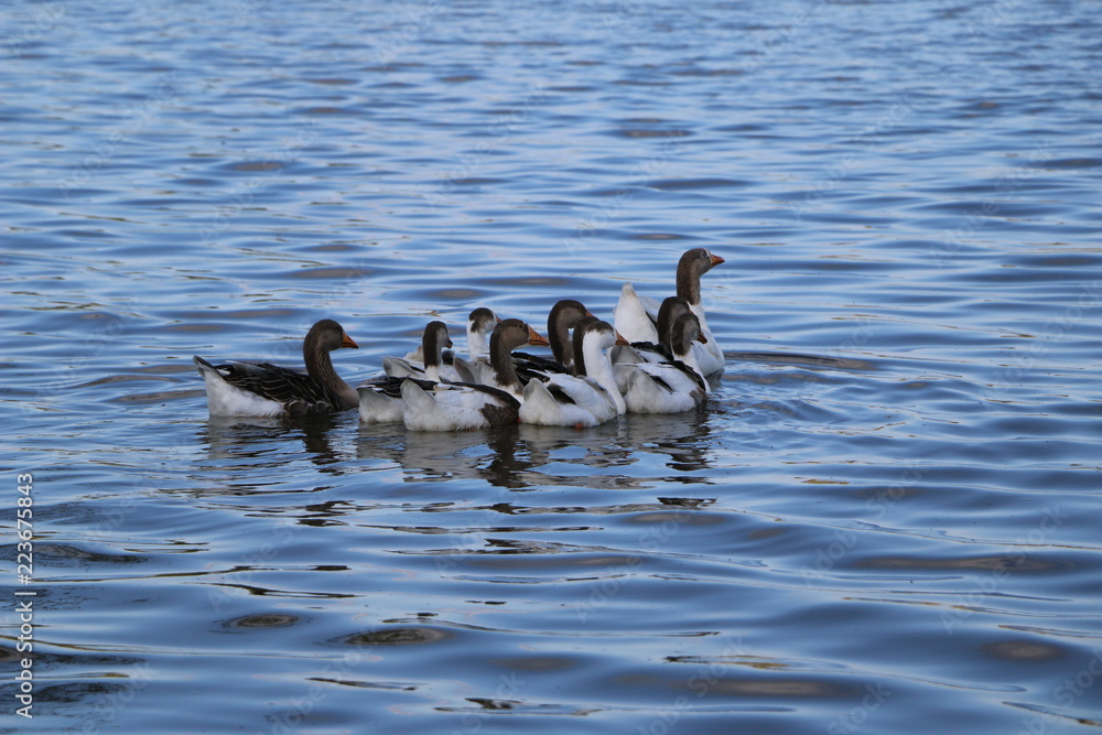 .a flock of geese walk on the shore and bathe in a clean autumn lake. agricultural domesticated waterfowl for a walk. .a flock of geese walk on the shore and bathe in a clean autumn lake. agricultural domesticated waterfowl for a walk.
