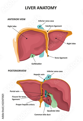 Human Liver Anatomy