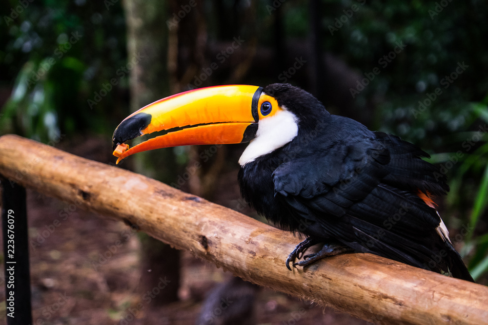 Obraz premium Toucan