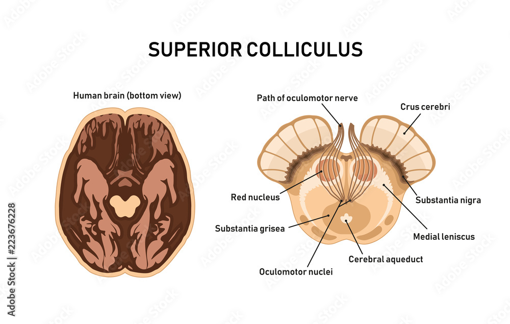 Superior Colliculus. Midbrain anatomy. Vector illustration Stock