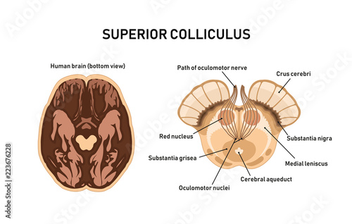Superior Colliculus. Midbrain anatomy. Vector illustration photo