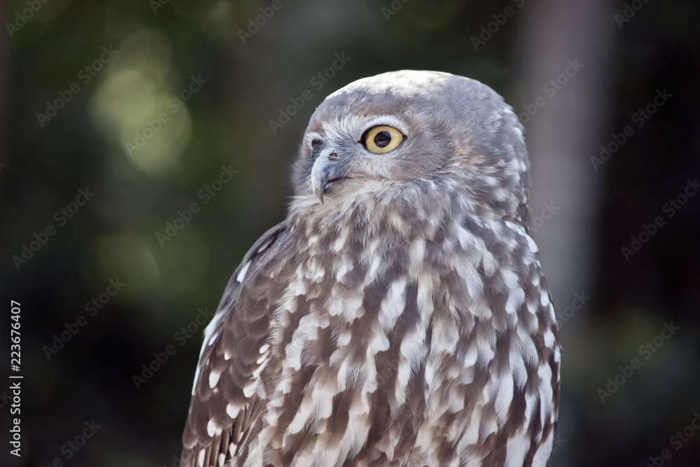 Fototapeta premium barking owl