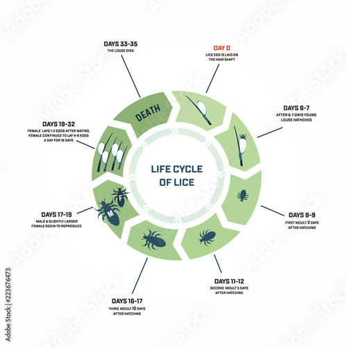 Life cycle of lice