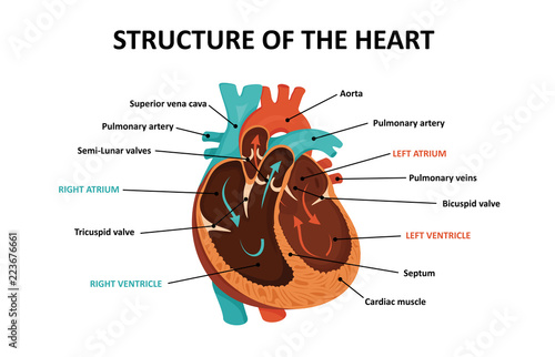 Anatomy of human heart.