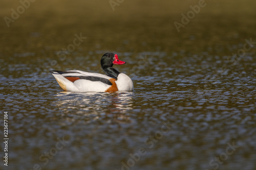 Tadorne de Belon - Tadorna tadorna - Common Shelduck photo