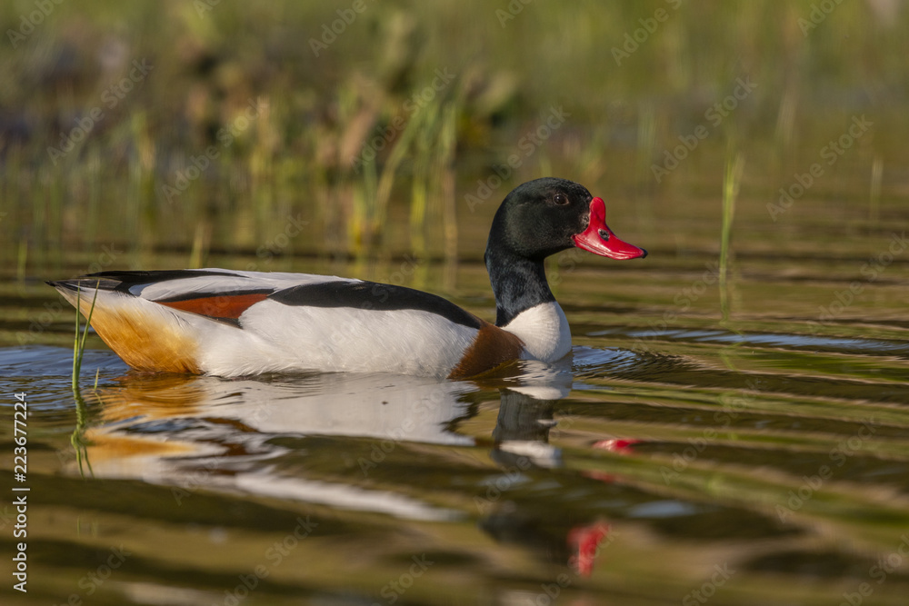 Tadorne de Belon - Tadorna tadorna - Common Shelduck Tadorne de Belon - Tadorna tadorna - Common Shelduck