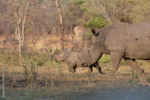 rhino in africa waking around