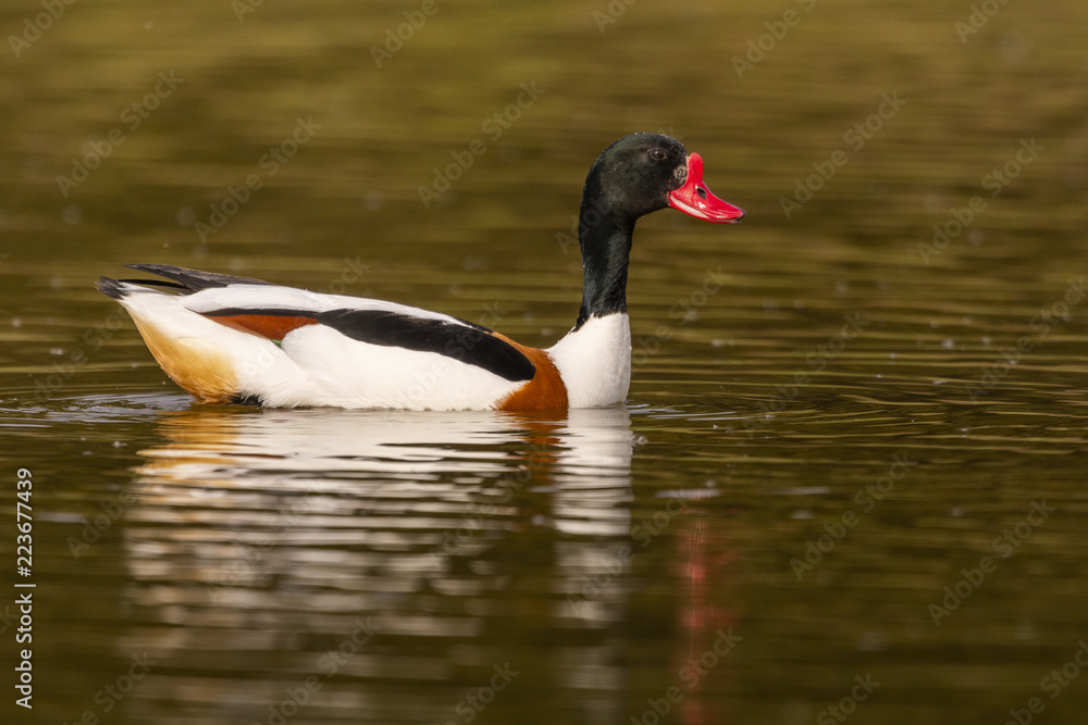 Fototapeta premium Tadorne de Belon - Tadorna tadorna - Common Shelduck