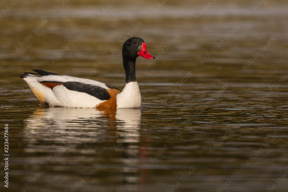 Tadorne de Belon - Tadorna tadorna - Common Shelduck Tadorne de Belon - Tadorna tadorna - Common Shelduck