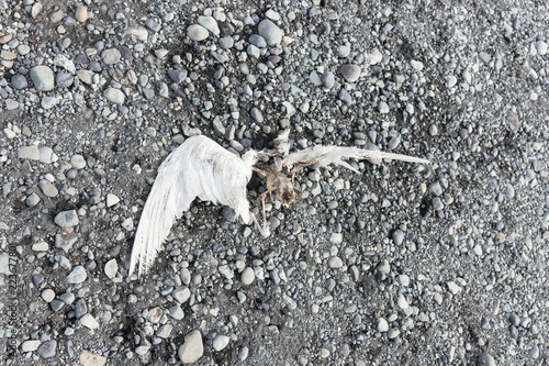 Dead seagull on the stony beach. Close up dead bird