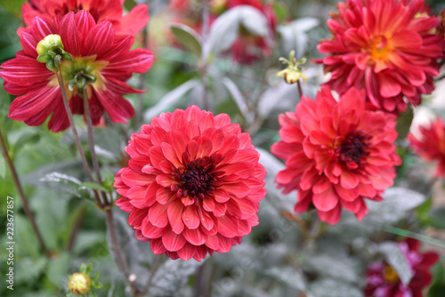 Fototapeta Naklejka Na Ścianę i Meble -  Dahlia rouge