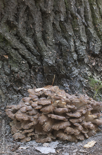 Grifola frondosa, edible polyporus mushroom