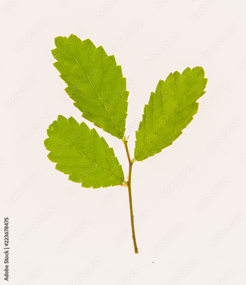 Fototapeta premium leaves, plants, and grasses on the white background