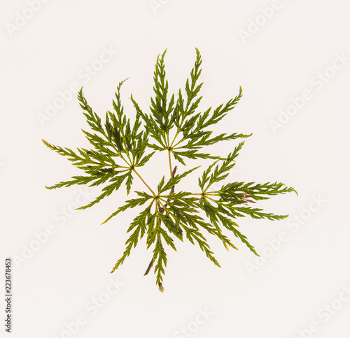 leaves  plants  and grasses on the white background