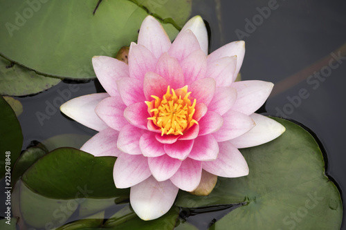 Fototapeta Naklejka Na Ścianę i Meble -  Top view gentle pink water lily