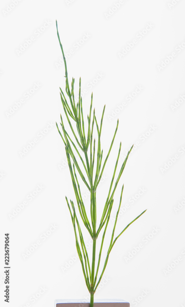 leaves, plants, and grasses on the white background