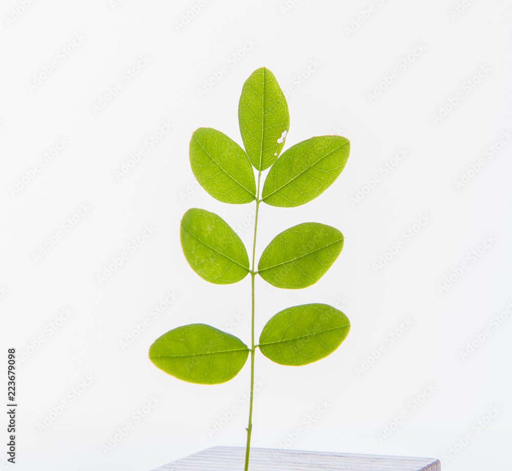 leaves, plants, and grasses on the white background leaves, plants, and grasses on the white background