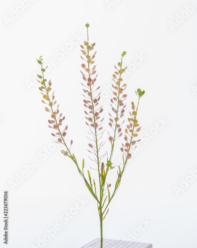 leaves, plants, and grasses on the white background