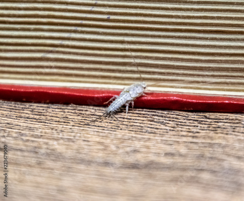 Insect feeding on paper - silverfish. Pest books and newspapers. Lepismatidae, Thermobia domestica. photo