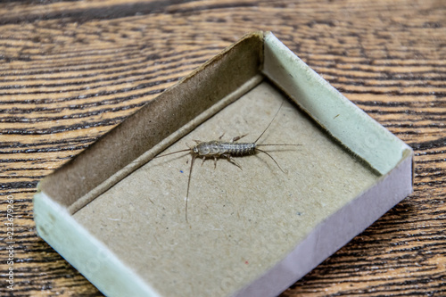 Insect feeding on paper - silverfish. Pest books and newspapers. silverfish in a matchbox. photo