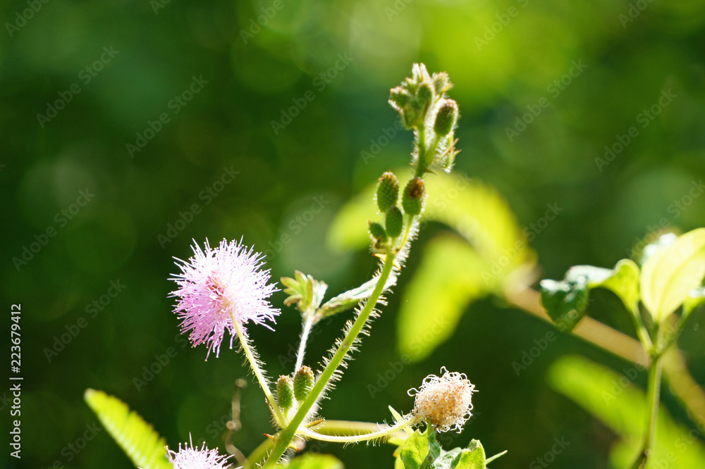 Pink mimosa pudica flowers and buds in the field Pink mimosa pudica flowers and buds in the field