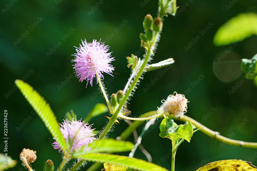 Pink mimosa pudica flowers in early sunshine