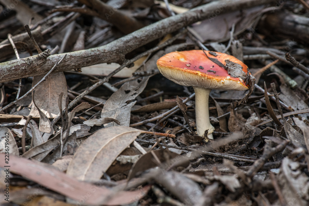 wild mushroom amanita muscaria wild mushroom amanita muscaria